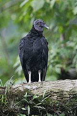 Black Vulture